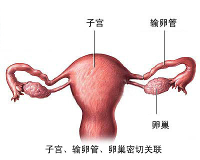 广州正规二代试管婴儿成功率-治疗输卵管堵塞的费用是多少？