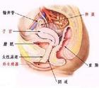 广州50岁助孕多少钱-慢性子宫内膜炎的临床表现是什么？