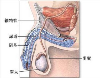 广州高龄供卵套餐-预防输精管结扎的检查有多少种？