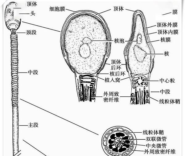 导致精子体表畸形的原因