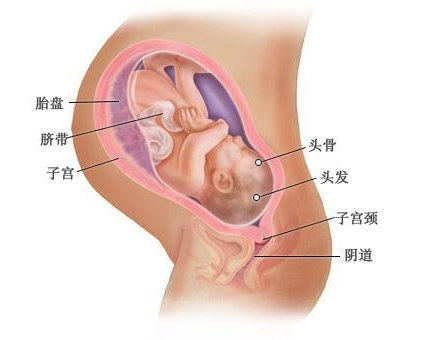 怀孕40周时胎儿的生长和发育。